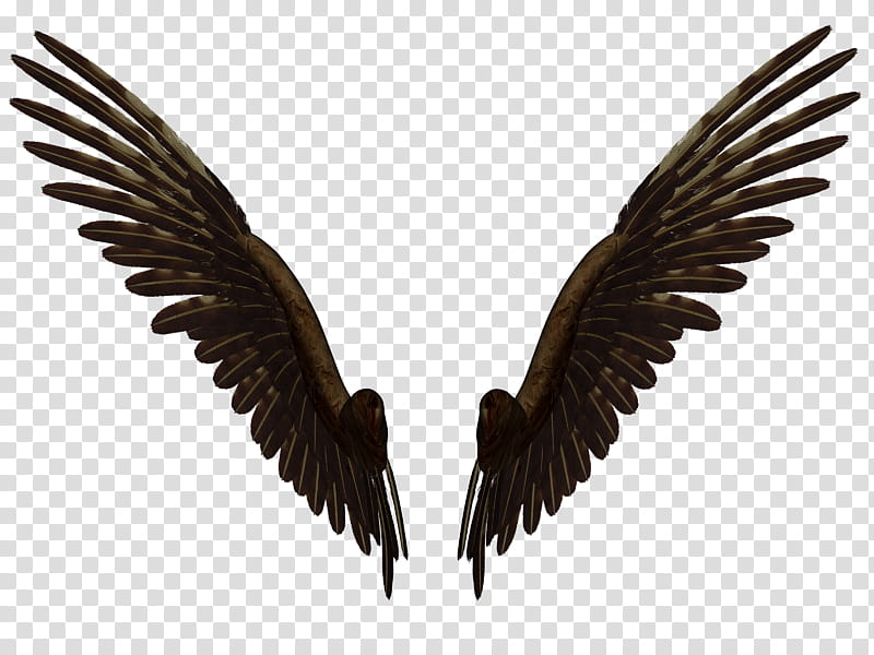 Feathered Wings B , brown bird wings illustration transparent background PNG clipart