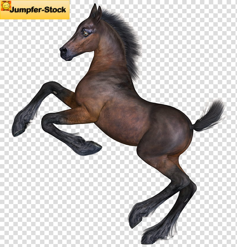 Foal , brown horse transparent background PNG clipart