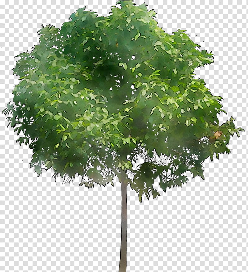 Family Tree Design, Landscape, Architecture, Landscape Architecture, Drawing, Landscape Design, Rendering, Plant transparent background PNG clipart