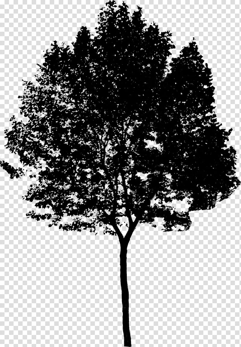 Oak Tree Drawing, Architectural Rendering, Architecture, Stone Pine, Landscape Architecture, Architectural Drawing, Plane Trees, Branch transparent background PNG clipart