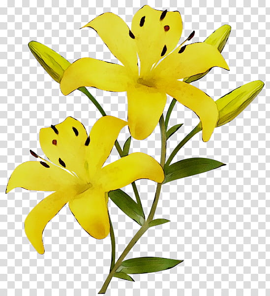 Flowers, Tiger Lily, Arumlily, Orange Lily, Canada Lily, Calla Lily, Yellow, Petal transparent background PNG clipart