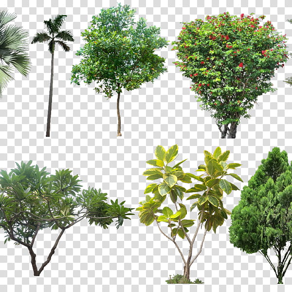 Architecture Tree, Landscape Architecture, Architectural Rendering, Interior Design Services, Landscape Design, Drawing, Plant, Vegetation transparent background PNG clipart