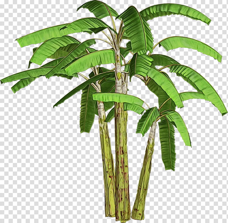 Coconut Tree, Plants, Ganesha, Palm Trees, Terrestrial Plant, Leaf, Plant Stem, Spring transparent background PNG clipart