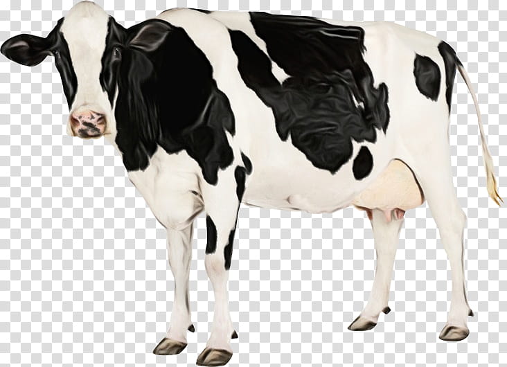 Watercolor Animal, Paint, Wet Ink, Holstein Friesian Cattle, Highland Cattle, , White Park Cattle, Dairy Cattle transparent background PNG clipart