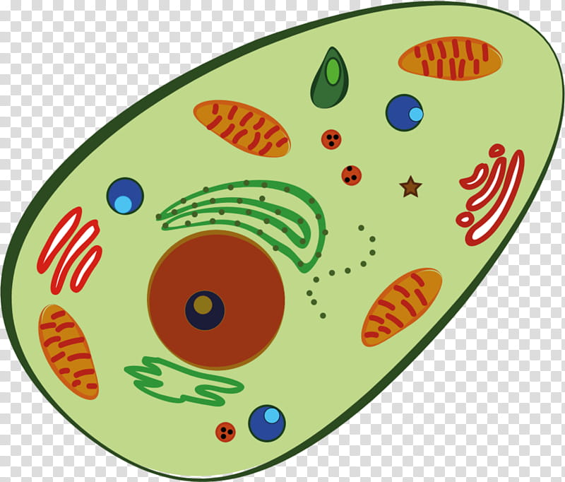 Red Blood Cell, Plant Cell, Human, Human Body, White Blood Cell, Golgi Apparatus, Cell Membrane, Cell Nucleus transparent background PNG clipart