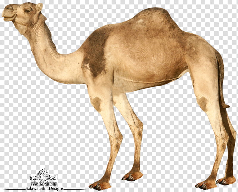 Camel  P N G, standing brown camel illustration transparent background PNG clipart