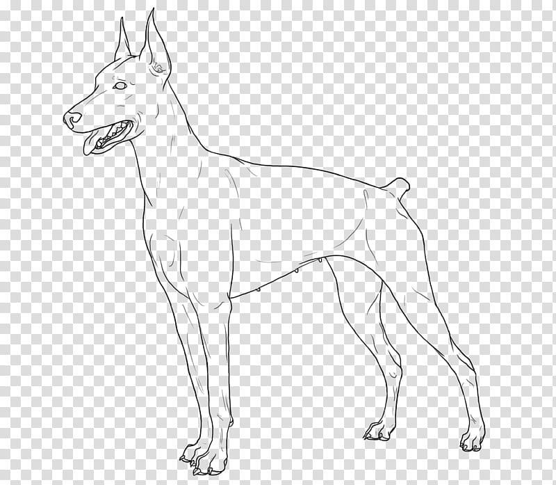 Free Female Doberman Line art, dog sketch transparent background PNG clipart