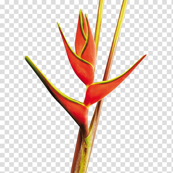 Bird Of Paradise, Heliconia Wagneriana, Bird Of Paradise Flower, Plants, Heliconia Bihai, Heliconia Vellerigera, Bud, Plant Stem transparent background PNG clipart