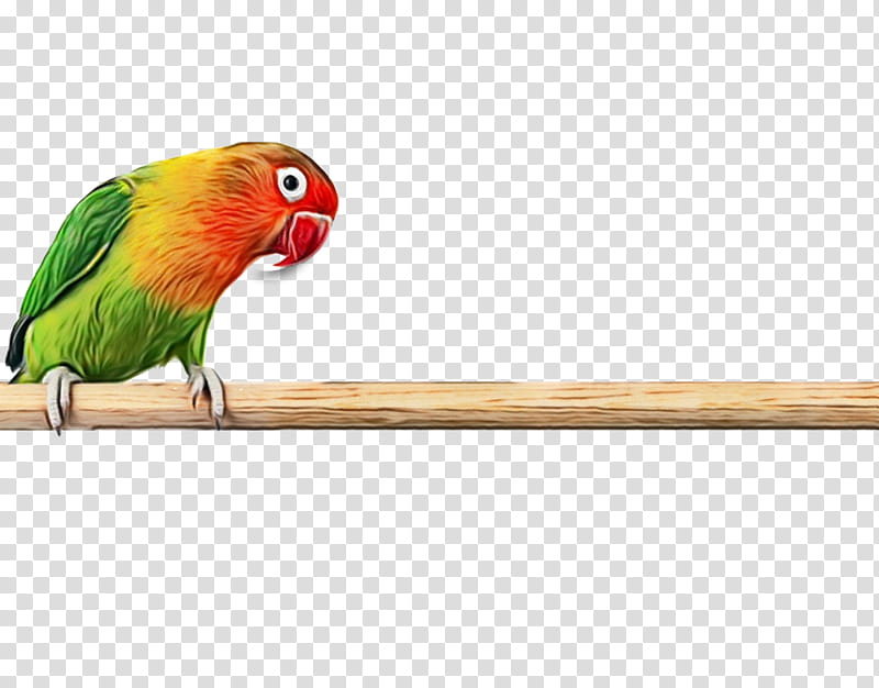 Bird Parrot, Budgerigar, Fischers Lovebird, Yellowcollared Lovebird, Animal, Parrots, Beak, Parakeet transparent background PNG clipart