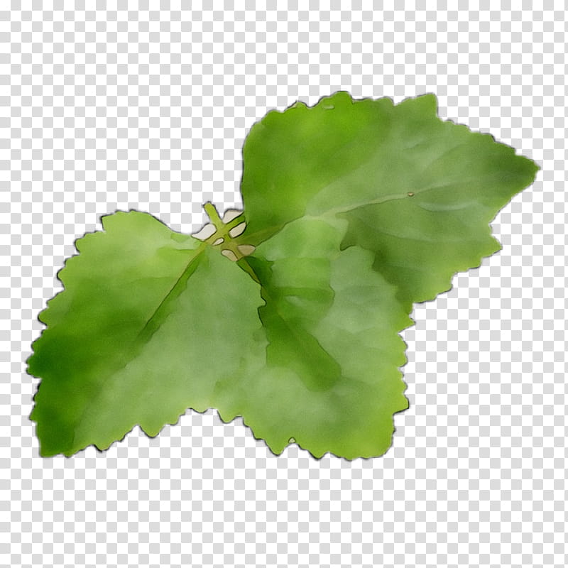 Green Leaf, Greens, Flower, Plant, Annual Plant, Centella Asiatica, Herb, Lettuce transparent background PNG clipart