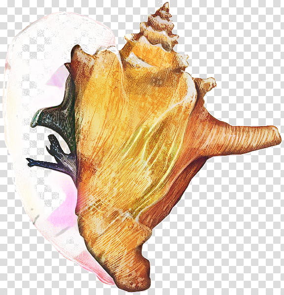 Snail, Conch, Conchology, Seashell, Sea Snail, Fish, Animal, Shankha transparent background PNG clipart