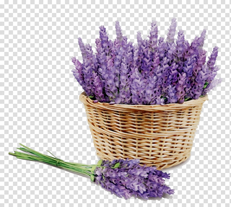 Flowers, English Lavender, Aromatherapy, Essential Oil, Distillation, Irritation, Wellbeing, Flowerpot transparent background PNG clipart