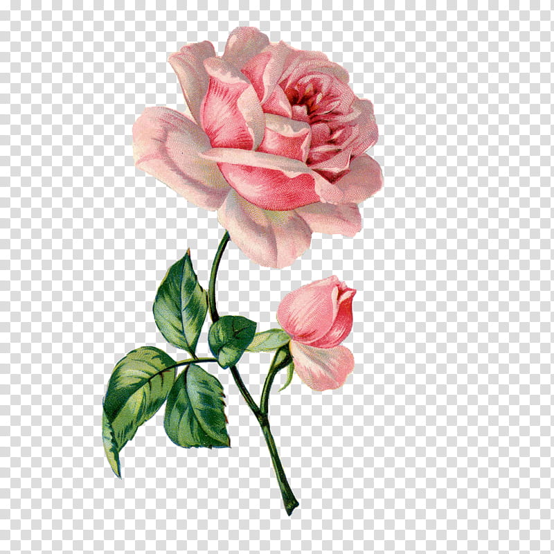 , pink rose flower illustration transparent background PNG clipart ...