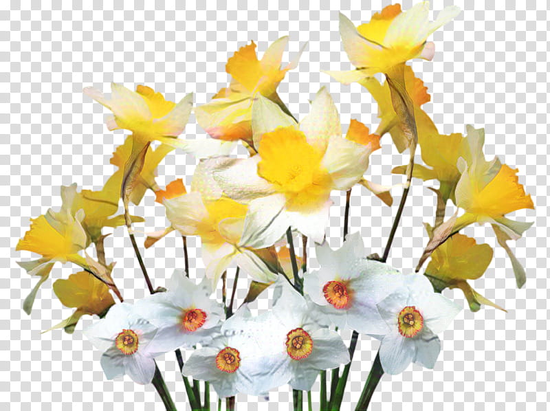 Bouquet Of Flowers Drawing, Garden, Wild Daffodil, Garden Design, Spring
, Plants, Web Design, Cut Flowers transparent background PNG clipart