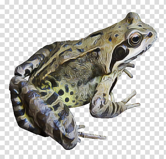 frog true frog toad bullfrog northern leopard frog, Tree Frog, Bufo, True Toad transparent background PNG clipart