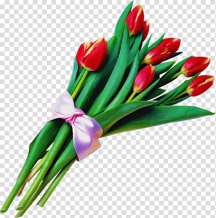 flower tulip plant cut flowers bouquet, Lily Family, Vegetable transparent background PNG clipart
