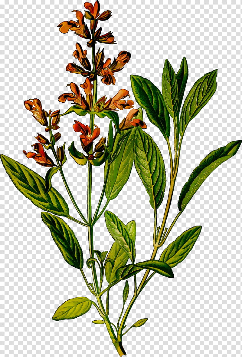 Sage Plant Drawing