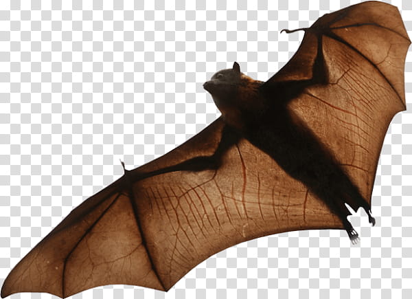 Fox Drawing, Microbat, Vampire Bat, Brown, Leaf, Little Brown Myotis, Little Red Flying Fox, Big Brown Bat transparent background PNG clipart