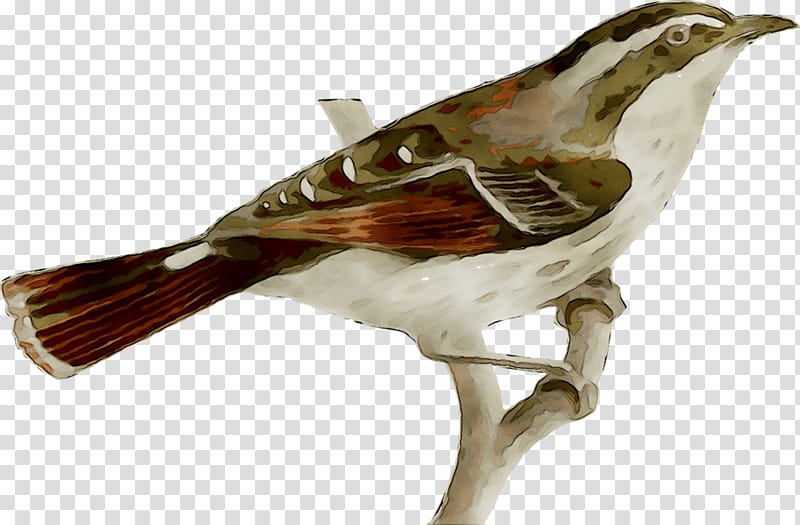 Mockingbird, Old World Flycatchers, Wood, Beak, Nightingale, Brown Thrasher, Wren, Songbird transparent background PNG clipart