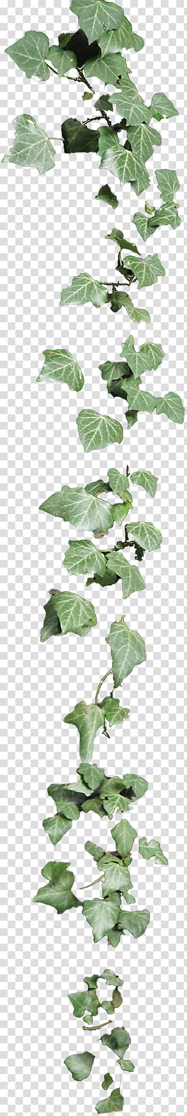 ivy cirrus, green-leafed ivy plant transparent background PNG clipart