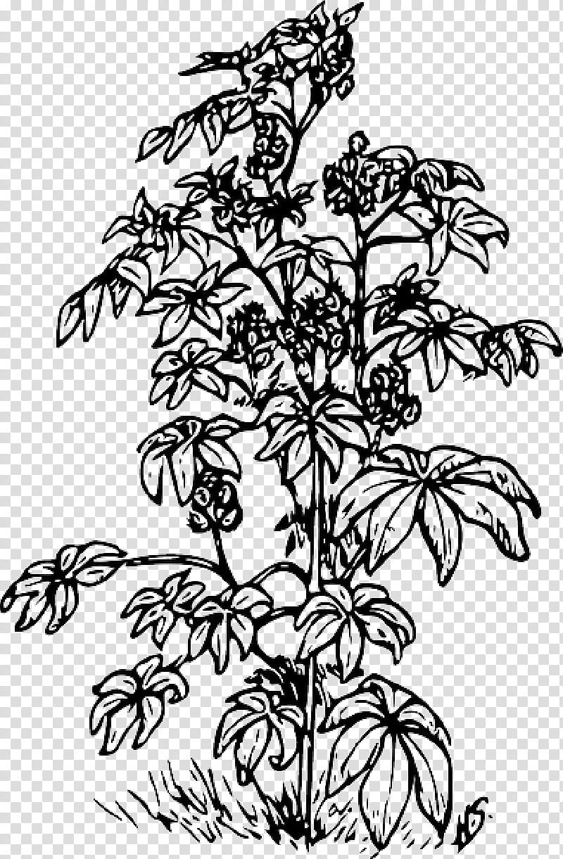 Flower Line Art, Ricinus, Bean, Drawing, Black Turtle Bean, Castor Oil, Plant, Leaf transparent background PNG clipart