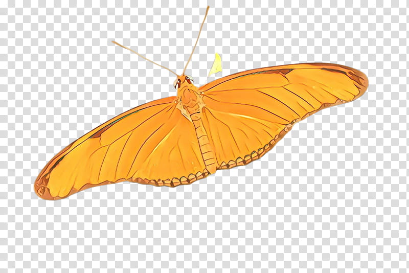 Orange, Butterfly, Moths And Butterflies, Insect, Yellow, Pollinator, Brushfooted Butterfly, Pieridae transparent background PNG clipart