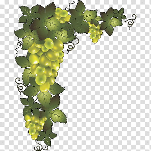 Drawing Of Family, Common Grape Vine, BORDERS AND FRAMES, Grapevines, Fruit, Grapevine Family, Vitis, Food transparent background PNG clipart