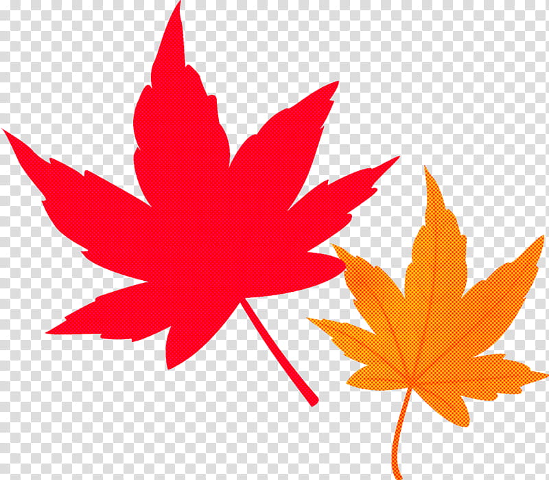 maple leaves autumn leaves fall leaves, Leaf, Maple Leaf, Tree, Red, Woody Plant, Sweet Gum, Black Maple transparent background PNG clipart
