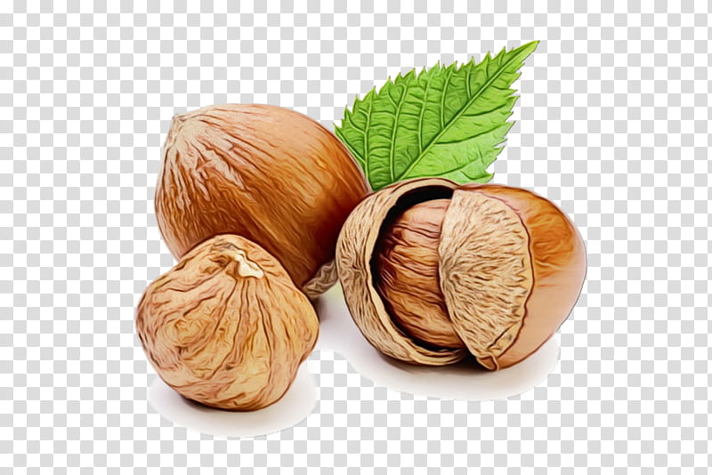 hazelnut walnut food nut tree, Watercolor, Paint, Wet Ink, Plant, Superfood, Nuts Seeds transparent background PNG clipart