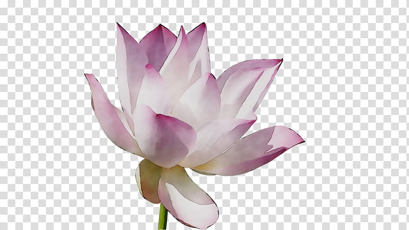 Lily Flower, Sacred Lotus, Plant Stem, Cut Flowers, Purple, Lotusm, Plants, Petal transparent background PNG clipart