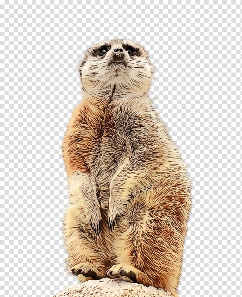 meerkat whiskers cat snout scottish fold, Watercolor, Paint, Wet Ink, Small To Mediumsized Cats transparent background PNG clipart