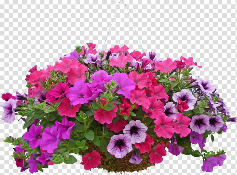 flower plant petunia pink flowering plant, Violet, Petal, Magenta, Bougainvillea, Annual Plant transparent background PNG clipart