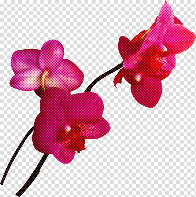 flower pink petal magenta moth orchid, Plant, Violet, Sweet Pea transparent background PNG clipart