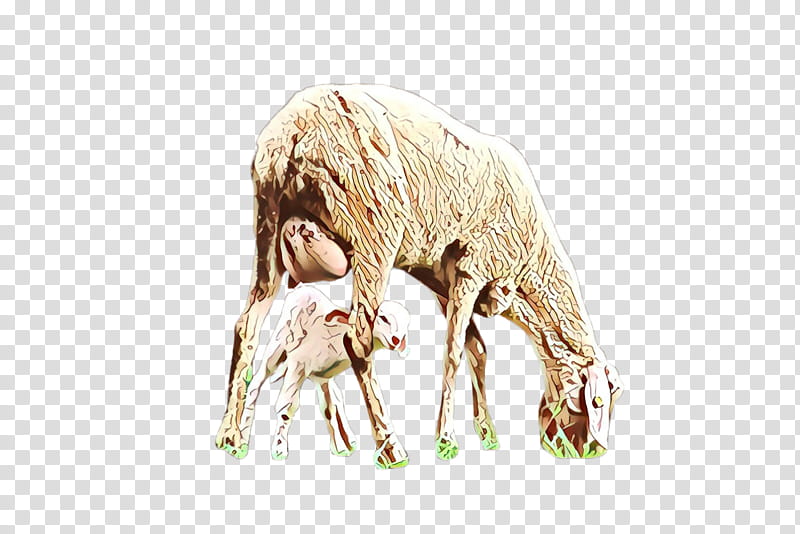 sheep sheep wildlife cow-goat family, Cowgoat Family transparent background PNG clipart