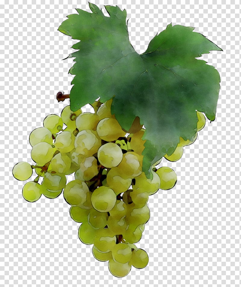 Flower Leaves, Sultana, Grape, Seedless Fruit, Verjuice, Common Grape Vine, Grape Seed Extract, Grape Leaves transparent background PNG clipart