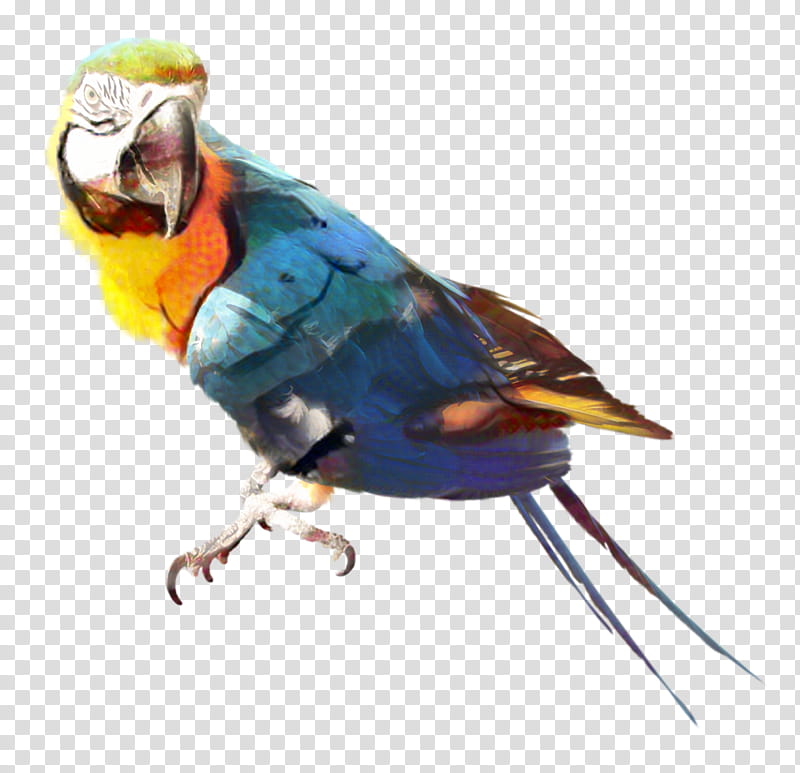Cartoon Sun, Parrot, Bird, Parrots Of New Guinea, Amazon Parrot, Macaw, Companion Parrot, Eclectus Parrot transparent background PNG clipart
