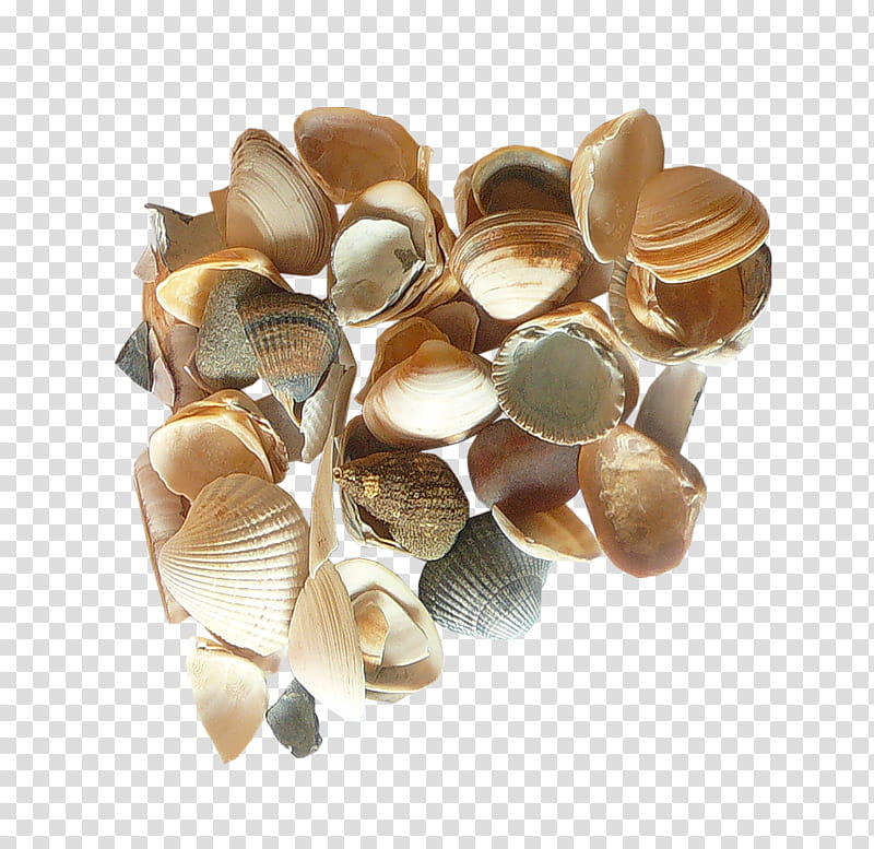 Metal, Seashell, Cockle, Clam, Encapsulated PostScript, Mollusc Shell, Jewellery, Mollusca transparent background PNG clipart