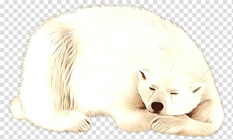 Polar Bear, Whiskers, Dog, Arctic Fox, Cat, Snout, Polar Regions Of Earth, Fur transparent background PNG clipart