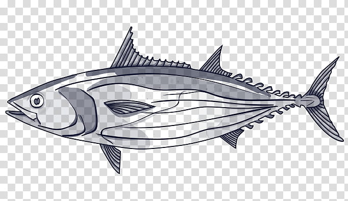 Set of watercolor fish - tuna, striped tuna, yellowfin tuna, bigeye tuna.  Hand drawn illustration on white background Stock Illustration