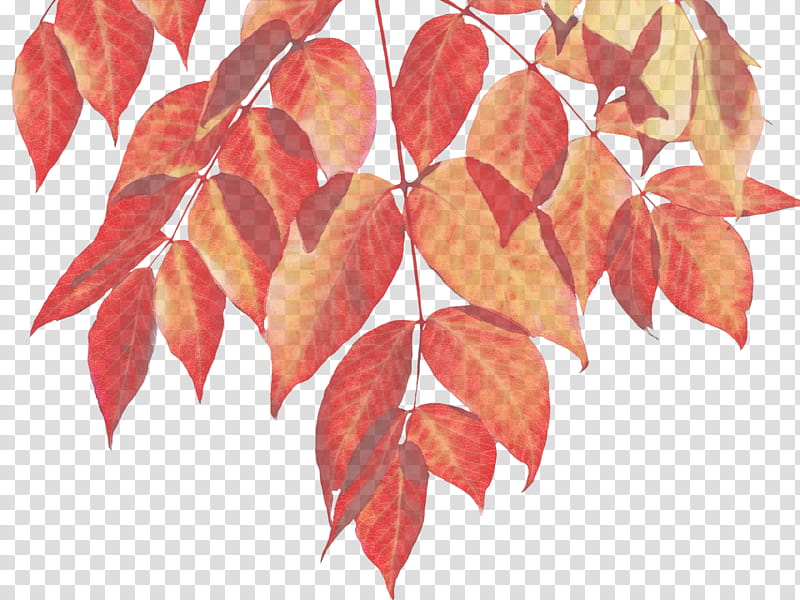 Red Maple Tree, Watercolor Painting, Autumn, Autumn Leaf Color, Canvas, Woody Plant, Yellow, Flower transparent background PNG clipart