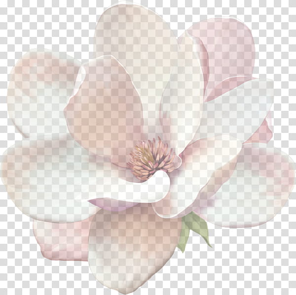 petal flowering plant flower white pink, Magnolia, Magnolia Family, Blossom, Southern Magnolia transparent background PNG clipart