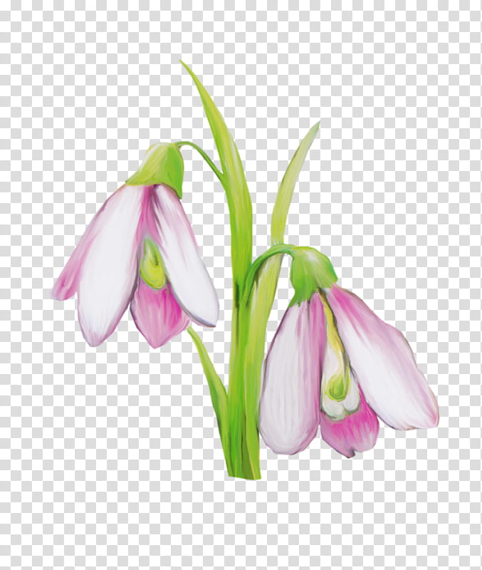 flower plant snowdrop galanthus petal, Summer Snowflake, Pedicel, Fritillaria, Amaryllis Family transparent background PNG clipart