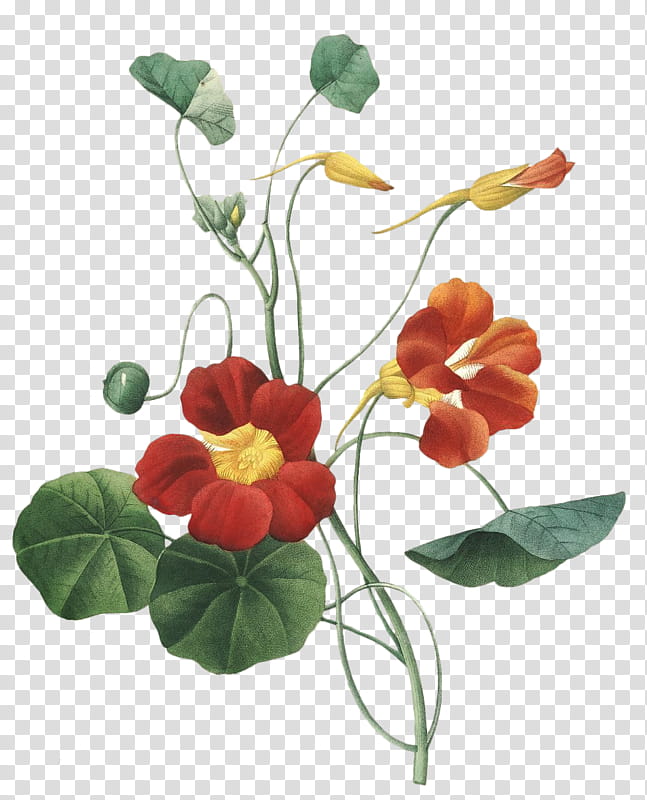 Drawing Of Family, Garden Nasturtium, Painting, Plants, Flower, Botanical Illustrator, Flowerpot, Flora transparent background PNG clipart