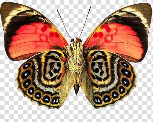 , brown and red butterfly transparent background PNG clipart