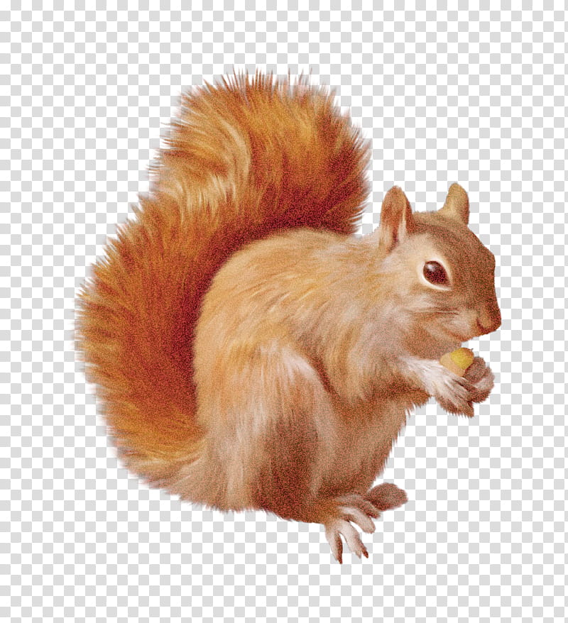 squirrel eurasian red squirrel tail fox squirrel fawn, Grey Squirrel transparent background PNG clipart