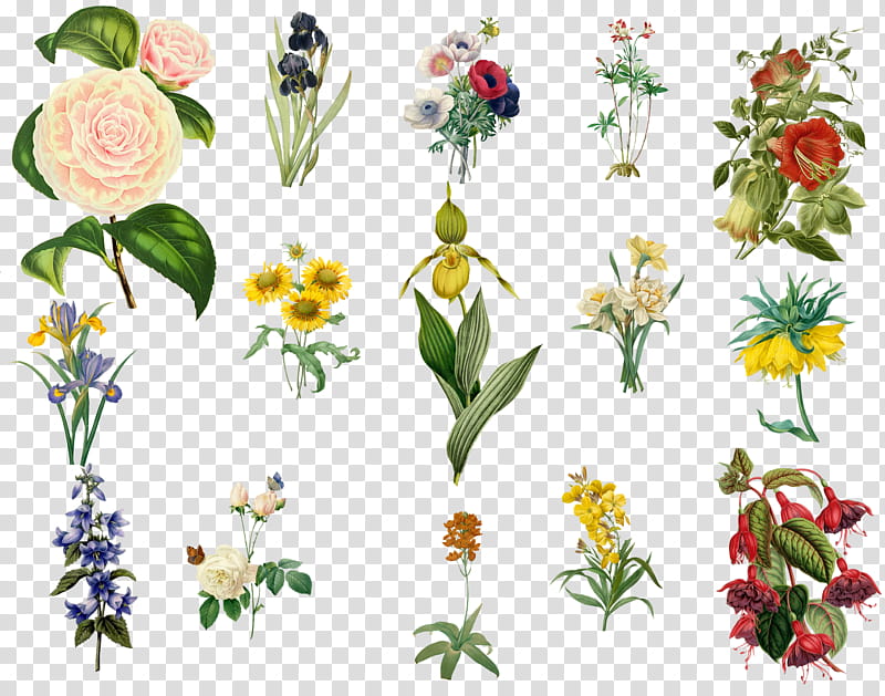 Vintage Flowers Set , assorted-type flowers transparent background PNG clipart