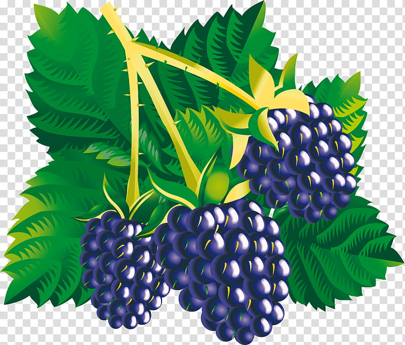 Drawing Of Family, Common Grape Vine, Mulberry, Blackberry, Fruit, Berries, Bilberry, Boysenberry transparent background PNG clipart