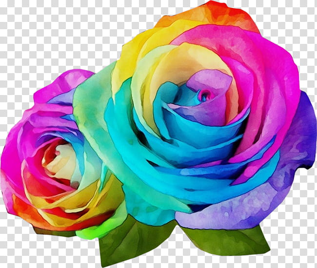 Blue Watercolor Flowers, Paint, Wet Ink, Rainbow Rose, Garden Roses, Cabbage Rose, Cut Flowers, Floral Design transparent background PNG clipart