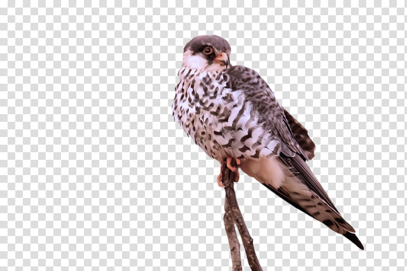 bird peregrine falcon falcon beak bird of prey, Kite, Hawk, Falconiformes transparent background PNG clipart