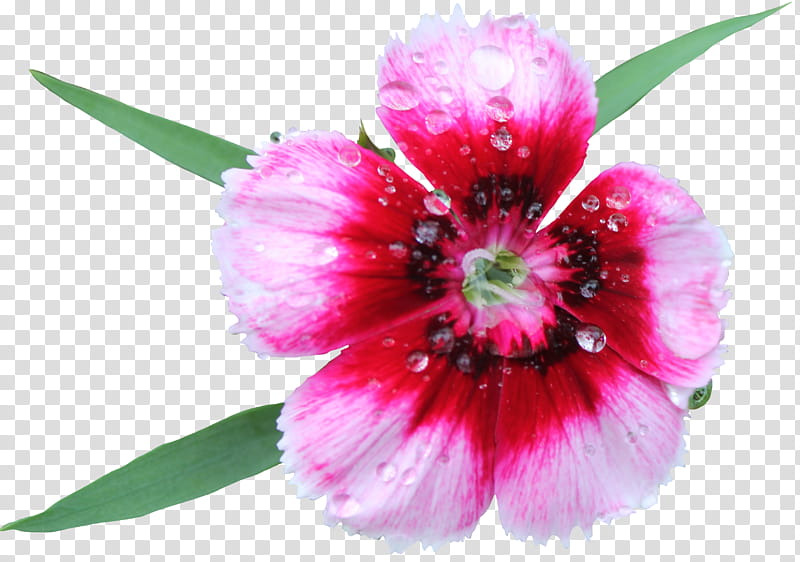 Sweet William, pink -petaled flower illustration transparent background PNG clipart